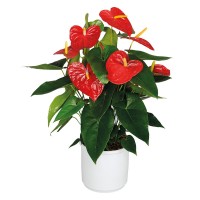 Anthurium Rosu