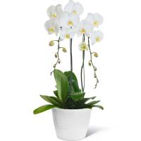 Orhidee Phaleanopsis Alba