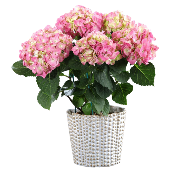 Hortensie mare la ghiveci Hortensie mare la ghiveci